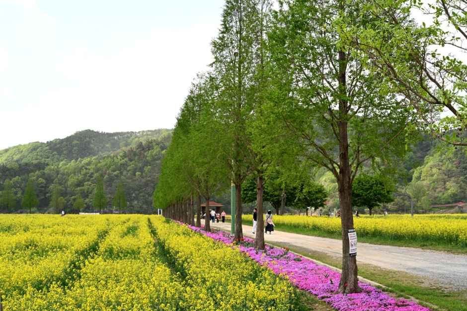 낙동강과 어우러진 노란 유채꽃밭 전경