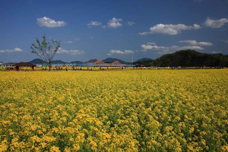 만개한 유채꽃이 가득한 축제 현장