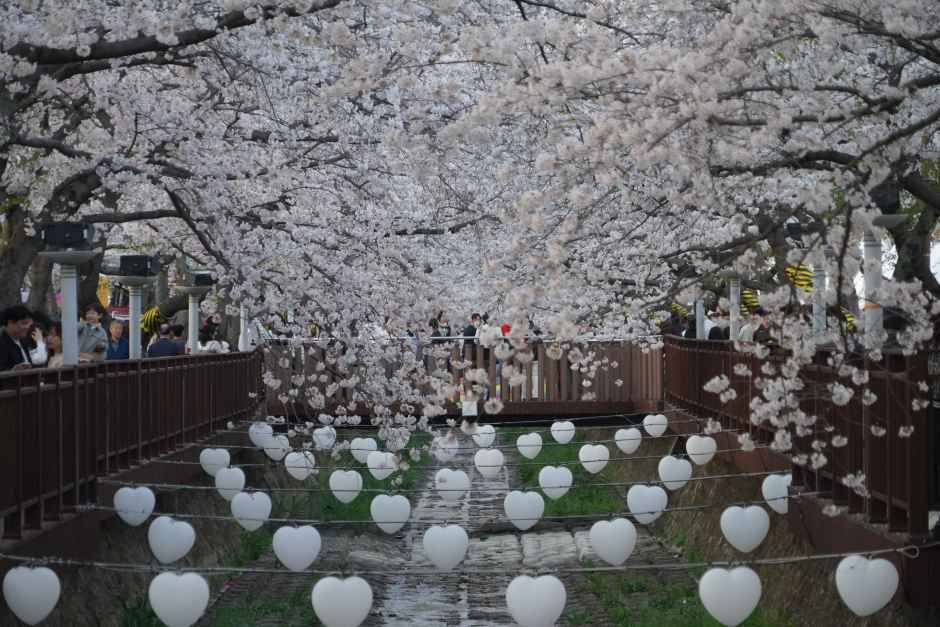 왕벚나무 아래 봄을 만끽하는 진해 거리